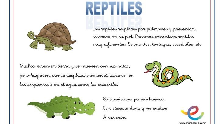 Los Reptiles Son Vertebrados O Invertebrados