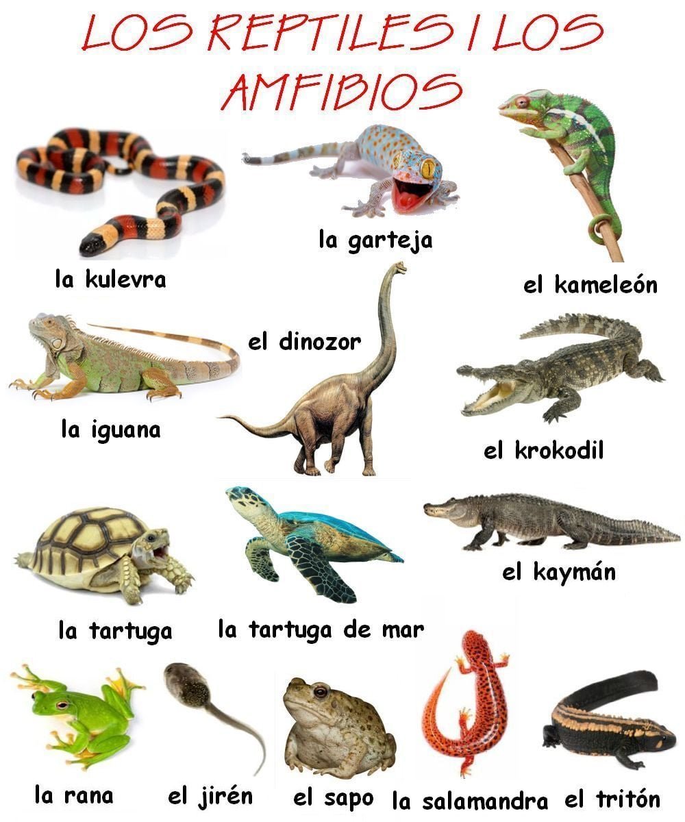 Nombres De Reptiles