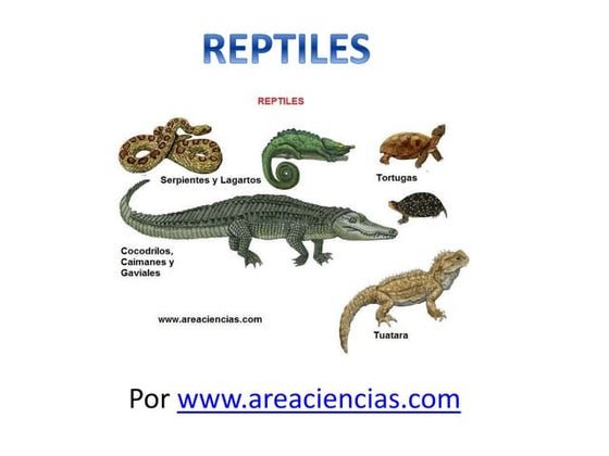 Reptiles Son Vertebrados