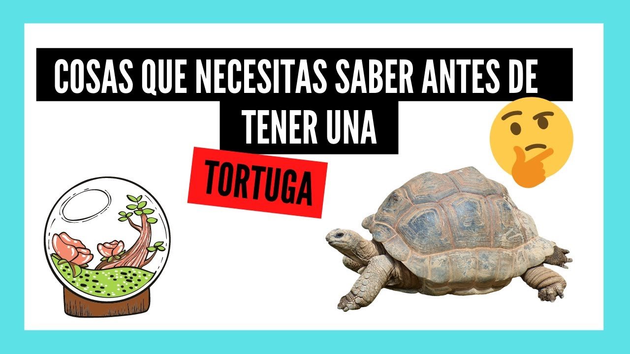 Se Puede Tener Tortugas De Mascota