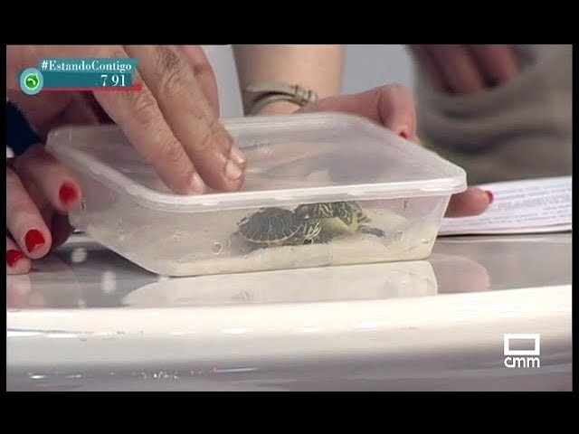 Se Puede Tener Tortugas En Casa