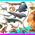 Tipos De Reptiles