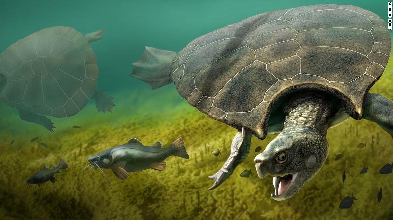 Tortugas De Agua Grande
