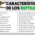 Características De Los Reptiles