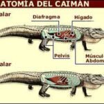 Cómo Respiran Los Reptiles