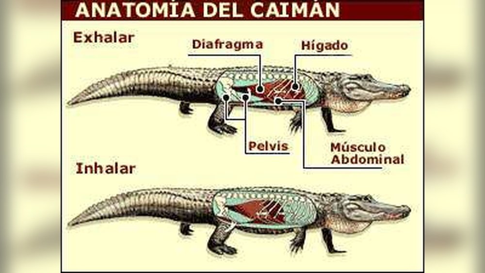 Cómo Respiran Los Reptiles