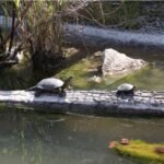 Crarc Centro De Recuperación De Anfibios Y Reptiles De Cataluña