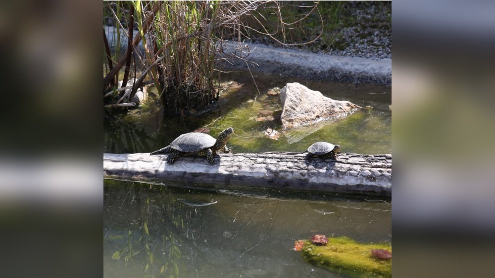 Crarc Centro De Recuperación De Anfibios Y Reptiles De Cataluña