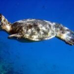 Donde Viven Los Reptiles