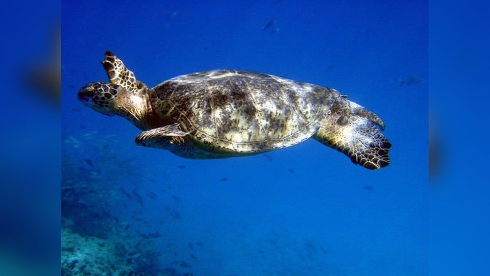 Donde Viven Los Reptiles