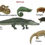 Ejemplos De Reptiles