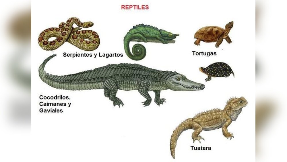 Ejemplos De Reptiles