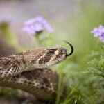 La Serpiente Es Reptil