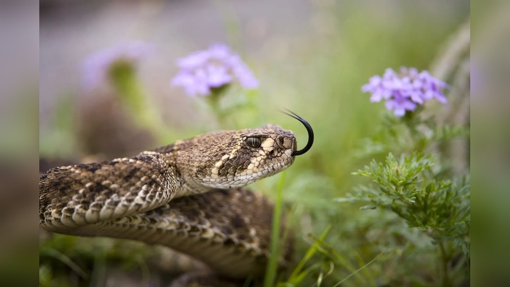 La Serpiente Es Reptil