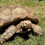 La Tortuga Es Un Reptil