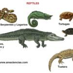 Qué Son Los Reptiles
