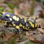 Salamandra Es Anfibio O Reptil