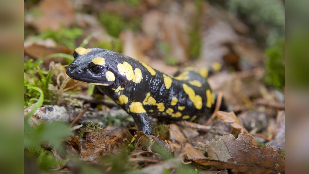 Salamandra Es Anfibio O Reptil