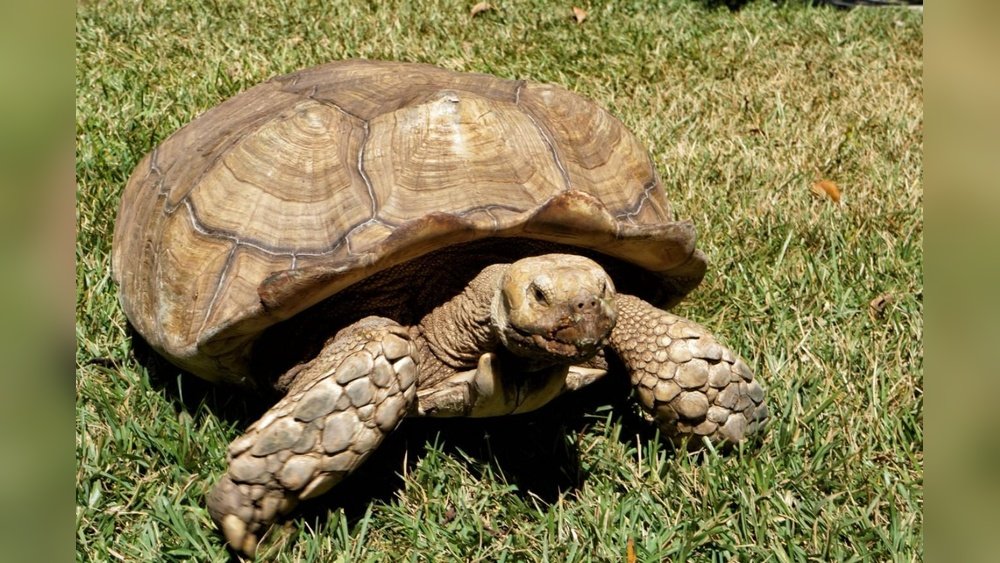 Tortugas Son Reptiles