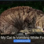 Why My Cat Is Vomiting White Foam?