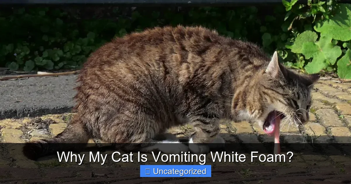 Why My Cat Is Vomiting White Foam?