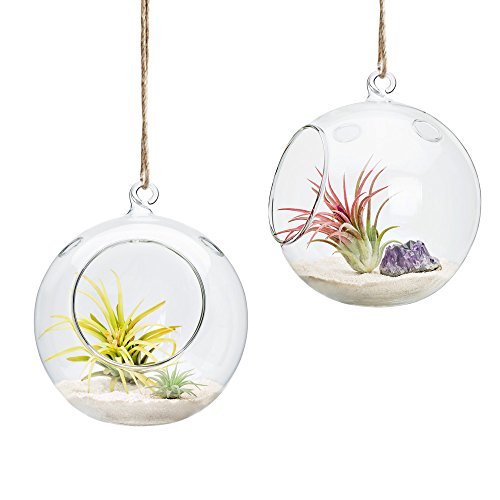 Mkono 2 Packs 6-Inch Round Hanging Glass Air Plant...