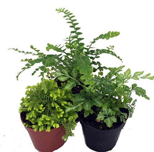 Mini Ferns for Terrariums/Fairy Garden - Live Plants 3-Pack