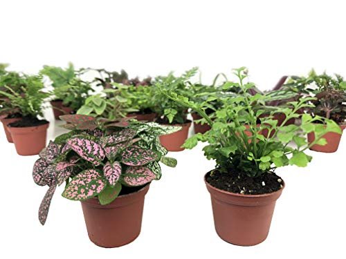 Mini Terrarium Plants (2 Plants) Fairy Garden Assorted 2