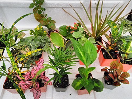 Terrarium & Fairy Garden Plants - 5 Assorted 2.5in Plants