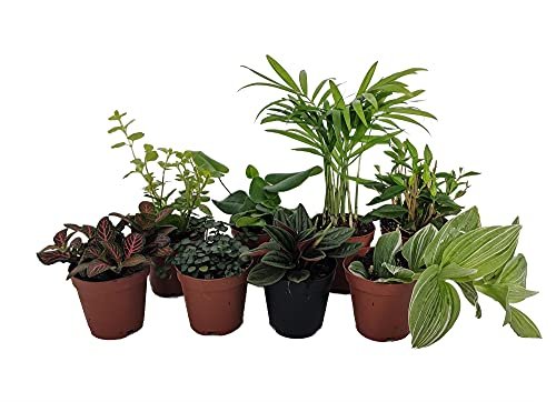 Terrarium & Fairy Garden Plants - 8 Assorted 2