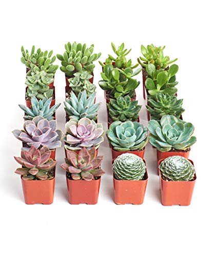 Shop Succulents Assorted Succulent Plant Pack Collection of...