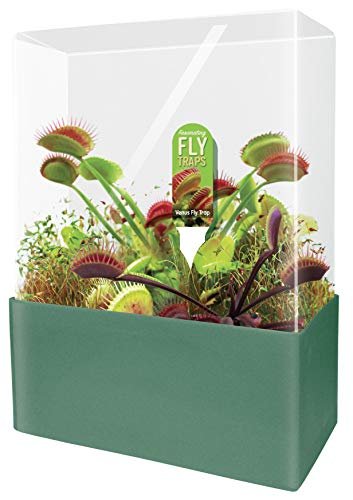 Unique Gardener Grow Your Own Venus Fly Trap Terrarium Kit