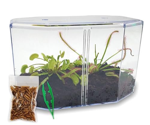 Venus Fly Trap Live Plant + Sundew Terrarium Kit