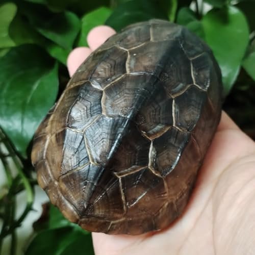 Natural Turtle Shell, Real Animal Bones Specimen for Home...