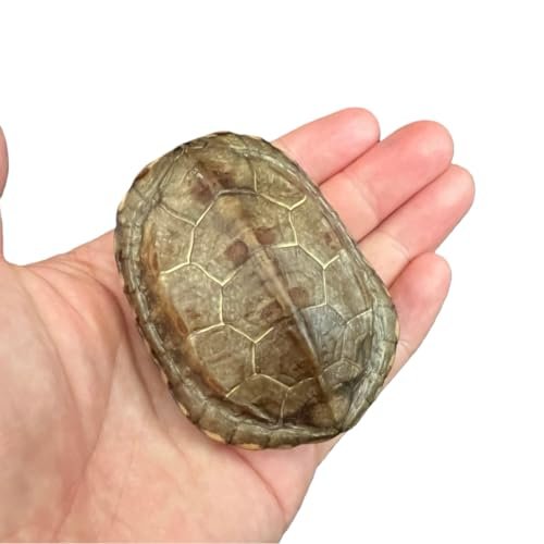 Real Turtle Shell Specimen, Natural Tortoise Carapace,...
