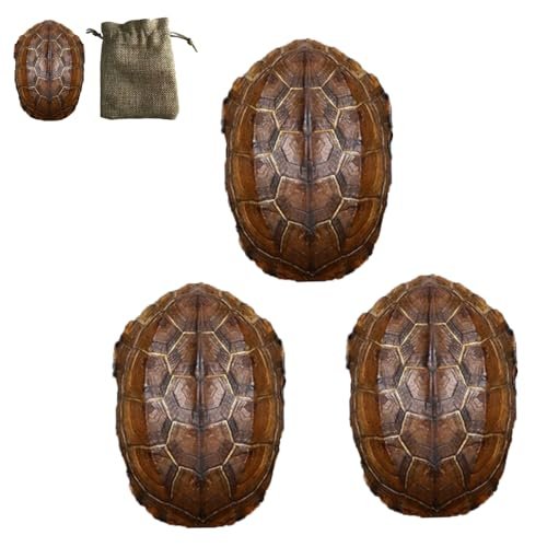 Real Turtle Shell Specimen, Natural Tortoise Carapace,...