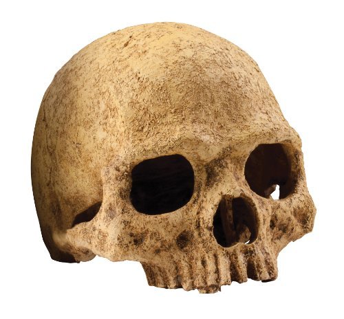 Exo Terra Primate Skull Terrarium D