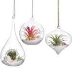 Air Plant Terrarium Hanging - comprehensive buying guide and reviews
