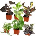 Best Live Plants for Snake Terrarium - comprehensive buying guide and reviews