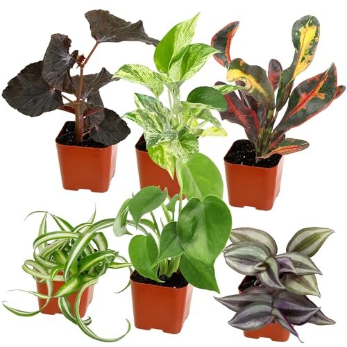 Best Live Plants for Snake Terrarium - comprehensive buying guide and reviews
