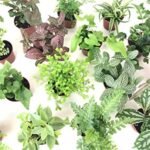 Best Plants for a Terrarium - comprehensive buying guide and reviews