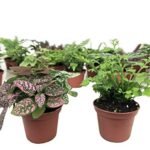 Best Plants for Closed Terrariums - comprehensive buying guide and reviews