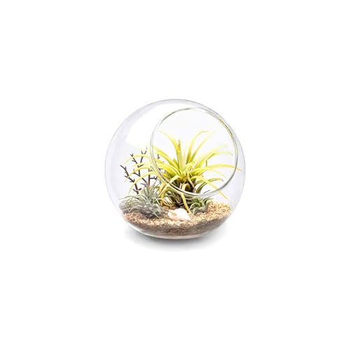 Glass Terrarium for Air Plants - comprehensive buying guide and reviews