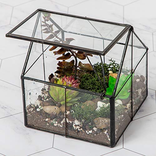 Glass Terrarium for Plants - comprehensive buying guide and reviews