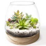 Glass Terrarium for Succulents - comprehensive buying guide and reviews