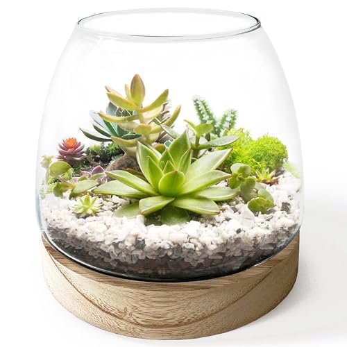 Glass Terrarium for Succulents - comprehensive buying guide and reviews