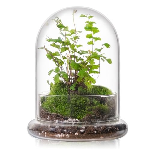Glass Terrariums for Sale - comprehensive buying guide and reviews