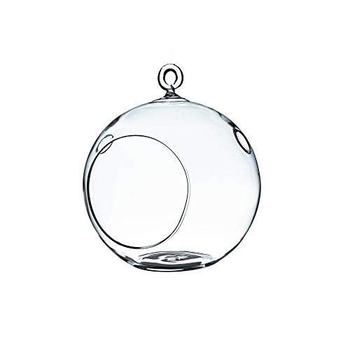 Hanging Air Plant Terrarium - comprehensive buying guide and reviews