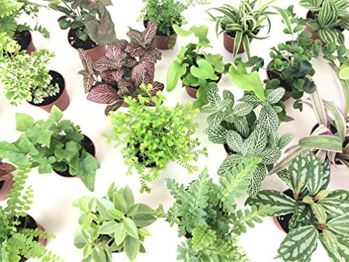High Humidity Plants for Terrariums - comprehensive buying guide and reviews