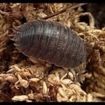 Isopods for Arid Terrarium - comprehensive buying guide and reviews